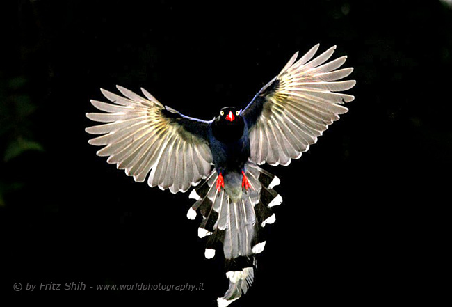 Taiwan Blue Magpie in Flight